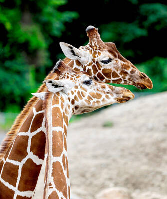 zoo-bretagne